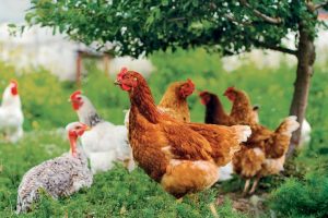 Lire la suite à propos de l’article Renforcement des mesures de biosécurité pour lutter contre l’influenza aviaire dans les basses cours